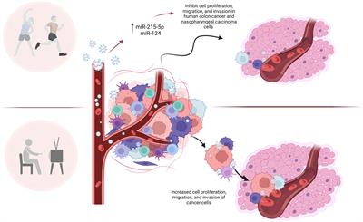 Potential involvement of circulating extracellular vesicles and particles on exercise effects in malignancies